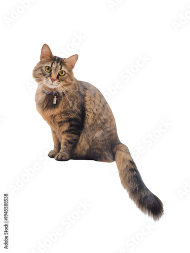 An adorable young Maine Coon kitten with fluffy brown tabby fur and cute eyes looking forward, isolated on a white background as a small domestic pet
