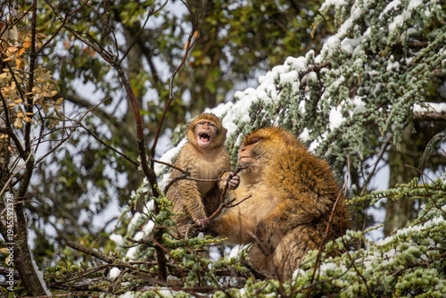 Tableau sur toile Barbary macaque (Macaca sylvanus) mother with a baby in a tree, in the High Atla