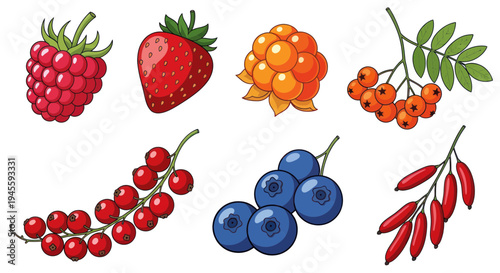 Assortment of Fresh Berries Isolated on White Background - Illustration