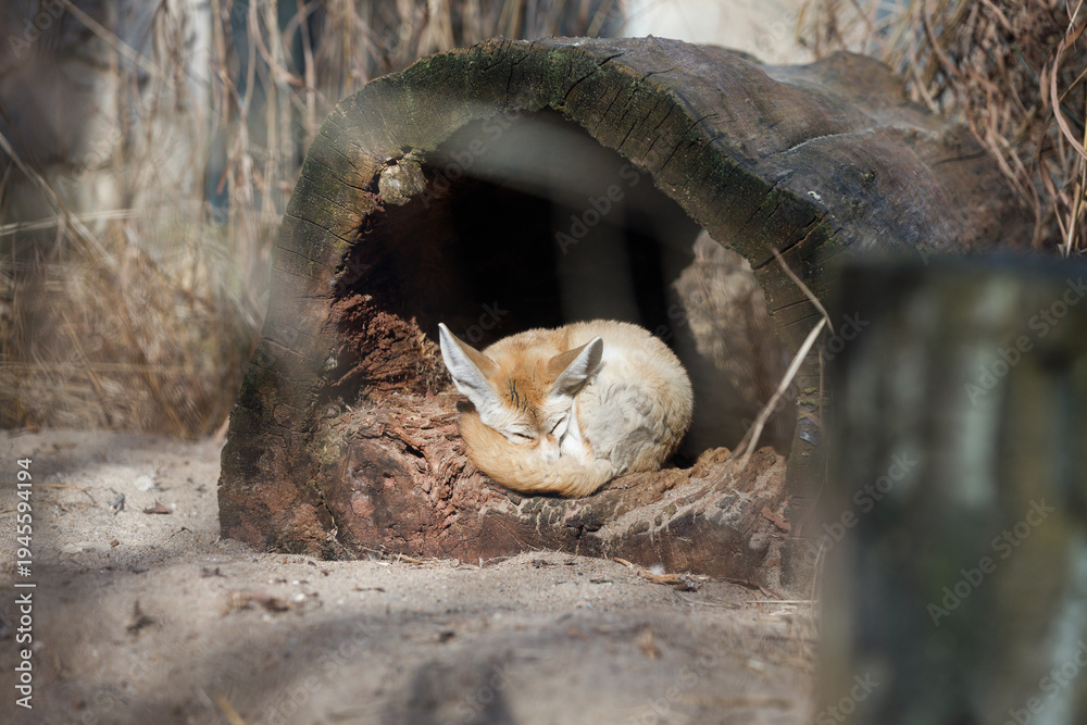 Fototapeta premium Fennec Fox Sleeping Inside Hollow Log Shelter