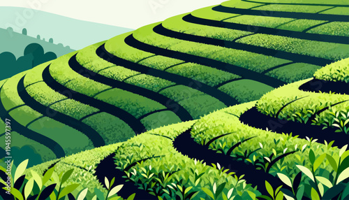 Lush green terraces roll across gentle hillsides. Rows of tea plants stretch in rhythmic curves. Deep shadows contrast vibrant foliage below. Nature's quiet beauty dominates the landscape