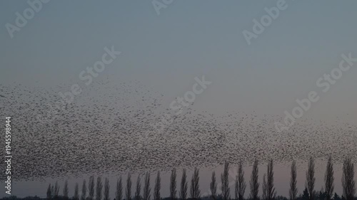 Starling birds (Sturnus vulgaris) engage in a breathtaking murmuration, performing a synchronized aerial display against a vibrant sunset sky in the Netherlands. 