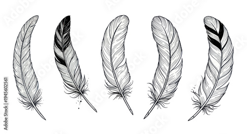 Hand Drawn Feathers Collection - Black and White Sketch Illustration