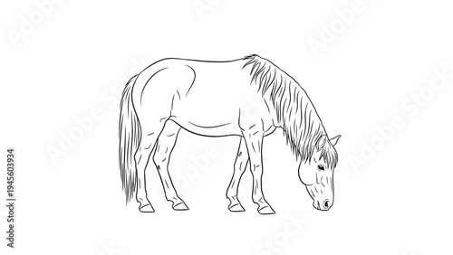 Line drawing of a horse grazing