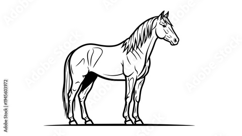Elegant standing horse line art illustration in black and white.