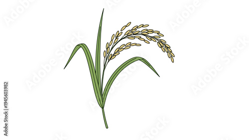 Illustration of a single ripe rice stalk with grains and leaves.