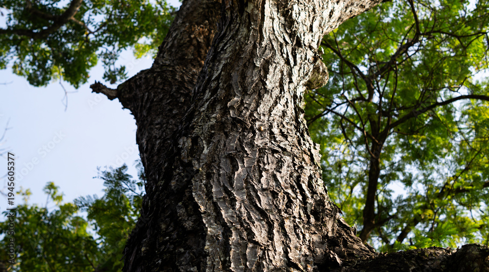 Obraz premium Photo of a large tree trunk from the bottom.