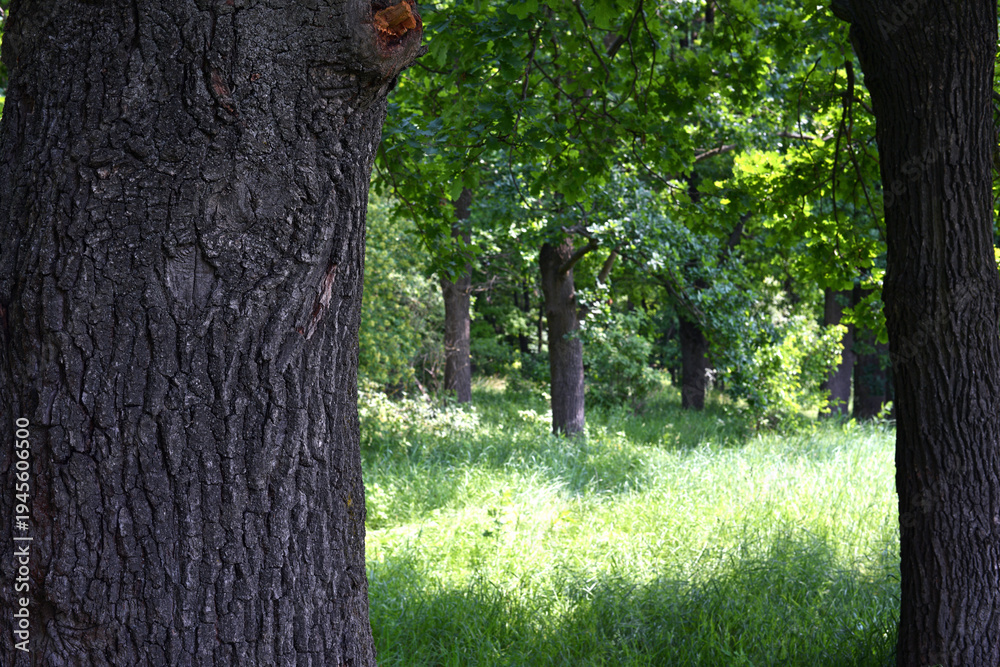 Obraz premium trees grow on beautiful meadow among rich vegetation. oak trunk close-up. Scenic landscape with pathway through glade among trees. Natural background with greenery. Vivid scenery in sunny day.