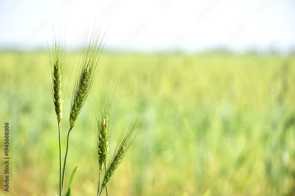 Fototapeta premium Young Wheat ears illuminated by sunlight. Gorgeous shape of the Wheat spikes. concept of a good harvest in an agricultural field. green spikelets. rye, close-up. green natural background