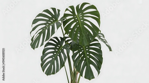 green leaves isolated on white background