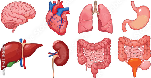 Detailed black illustration of human internal organs including brain, heart, lungs, stomach, liver, kidney, intestines, and bladder, representing anatomy artwork