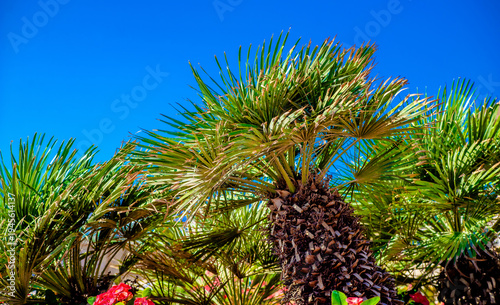 Wallpaper Mural Palm leaves on a blue sky background
 Torontodigital.ca