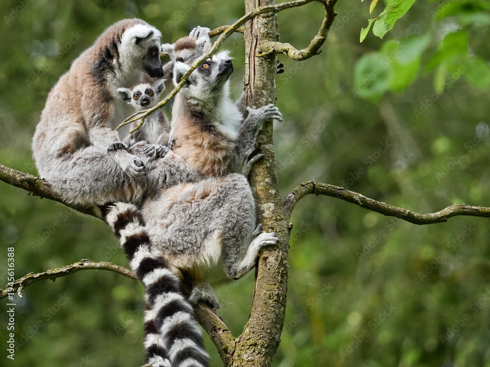Fototapeta premium Ring tailed lemur family with baby in natural habitat