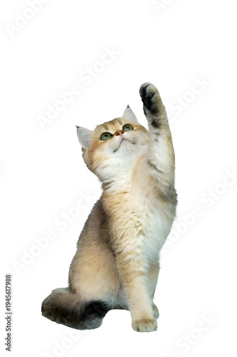 An adorable young gray tabby Maine Coon kitten sitting for a studio portrait isolated on a white background