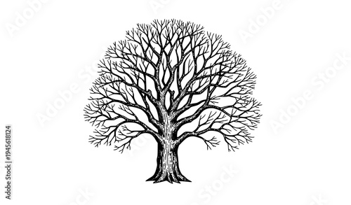 Vintage Engraved Oak Tree Sketch Leafless Branches Hand Drawn Vector Illustration