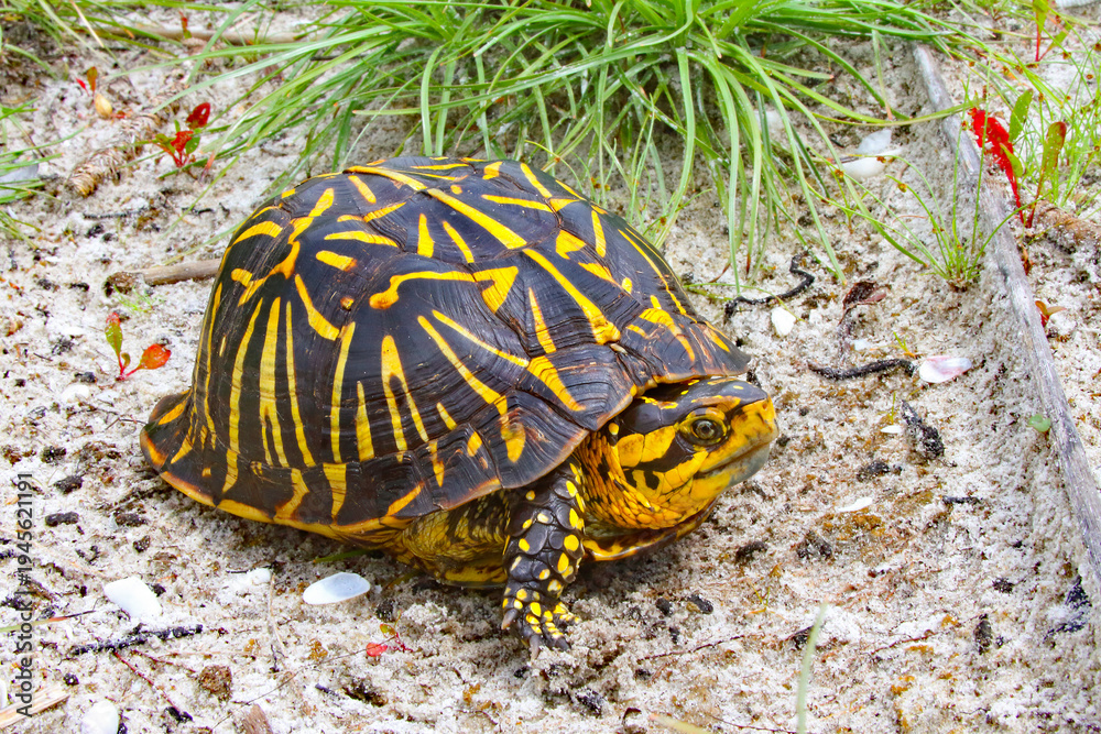 Obraz premium Florida box turtle, Terrapene bauri