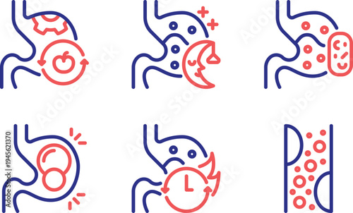 Illustrative depiction of the human digestive system and nutrient absorption process