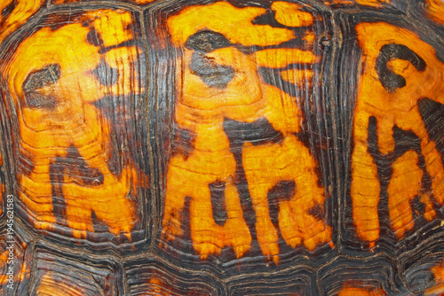 Eastern box turtle, Terrapene carolina, carapace.