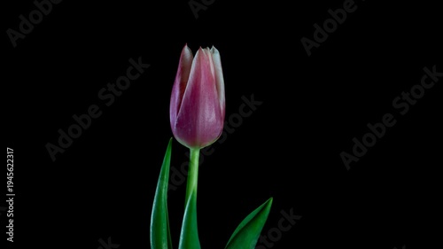 A high-quality macro timelapse captures a bright pink tulip with delicate white edges, slowly blossoming and developing. The flower gracefully unfurls its petals against a solid black background, show