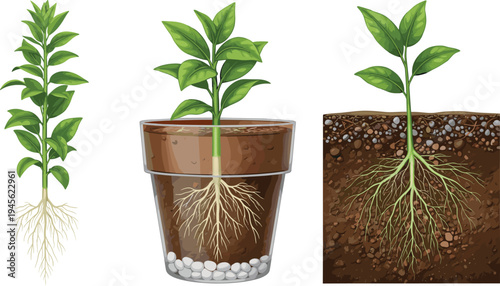 Educational illustration showing three plants with visible root systems in different environments—exposed roots, transparent pot with soil, and natural soil cross‑section for biology learning.