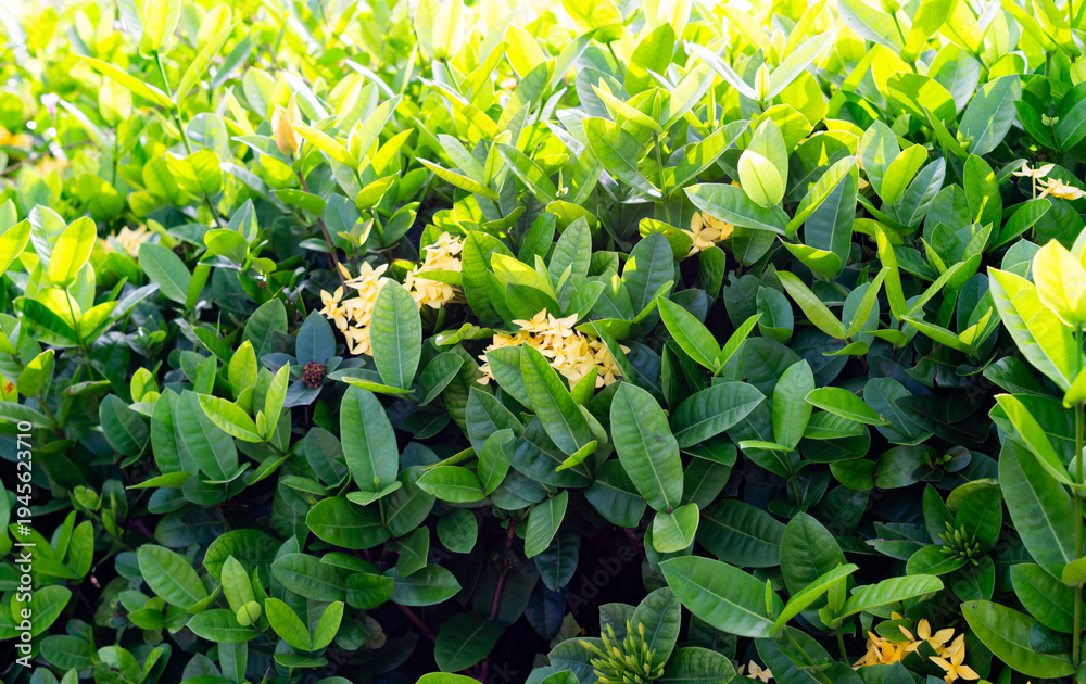 Fototapeta premium Photo of Ixora coccinea plant with yellow flowers.