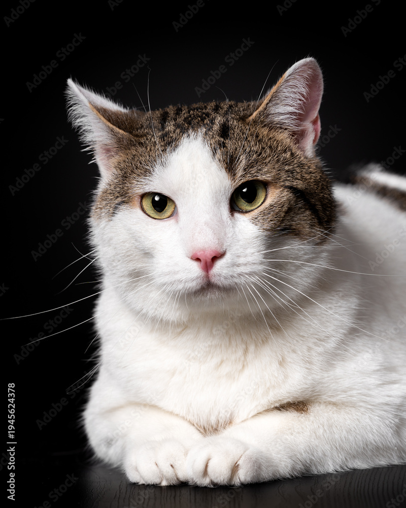 Fototapeta premium Cat lies on a dark surface with soft lighting and focused expression