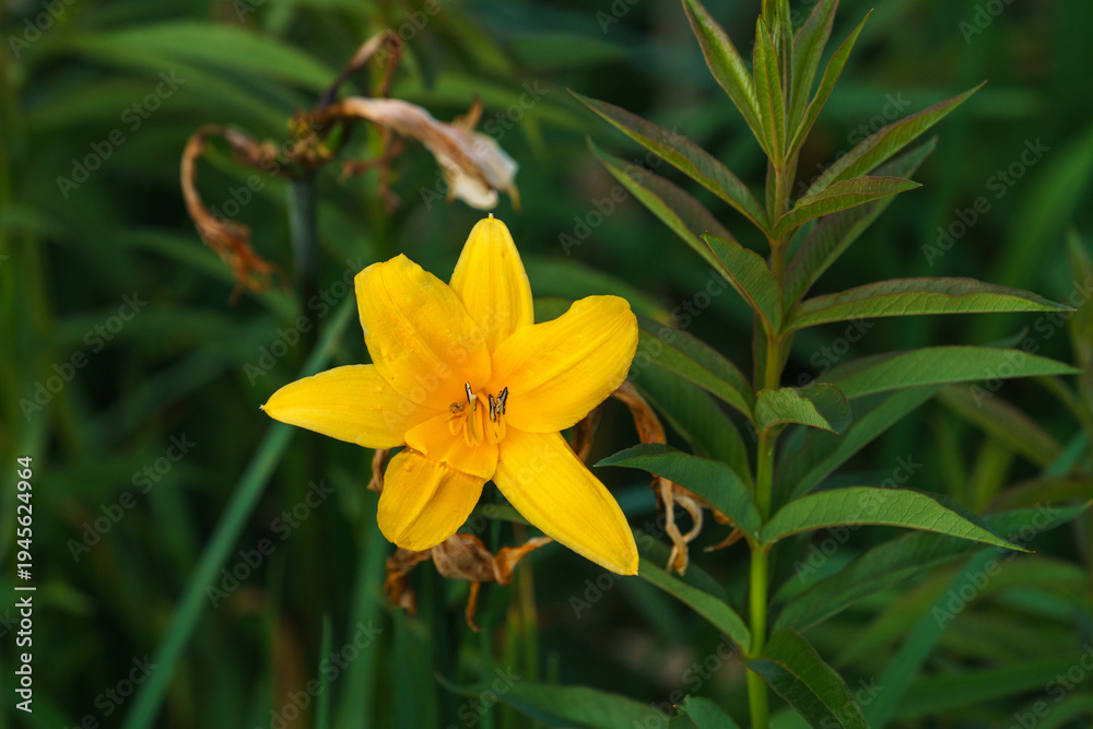 Obraz premium 北海道宗谷地方サロベツ原野に咲くエゾカンゾウの花