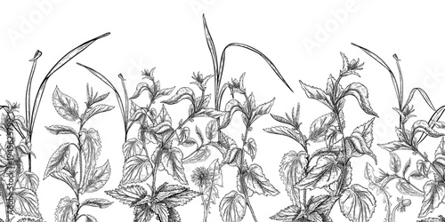 Nettle wild herb black white vector seamless border. Hand drawn botanical repeat illustration of meadow plants. Monochrome foliate background pattern for textile design and stationery wallpaper.