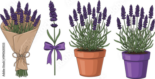 Illustration of lavender plants in bouquet, stem, and potted arrangements, symbolizing fragrance, nature, decoration, gardening, floral design, and creative artwork projects
