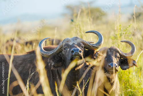 Two cape buffalo looking at the camera in Kidepo Valley National Park in Uganda.