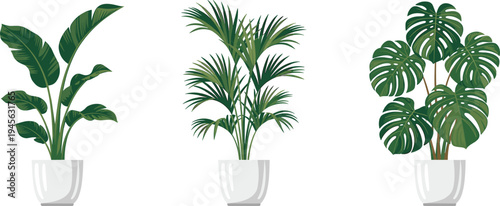 Three potted tropical houseplants banana palm and monstera, realistic vector illustrations for interior decor, botanical design templates for modern homes
