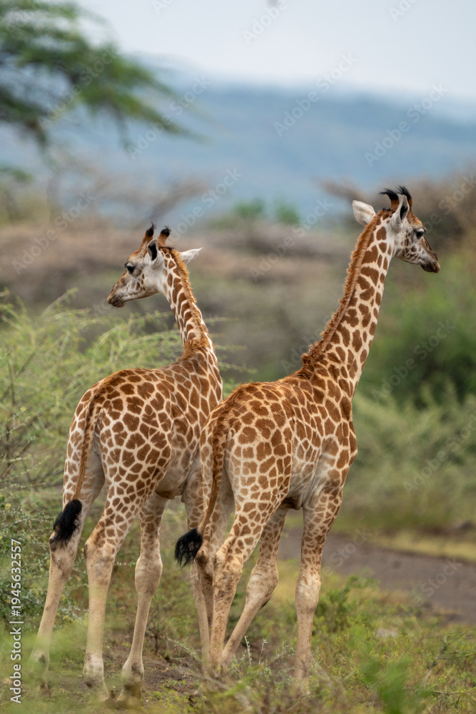 Fototapeta premium Two young Rothschild's giraffes walking in the Ruko Community Conservancy in Baringo, Kenya. 