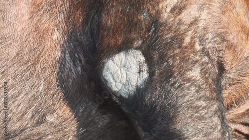 A black dog with mange .