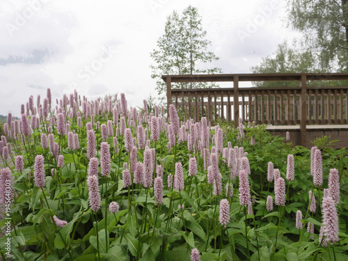 Common bistort, Persicaria bistorta, perennial plant blooming in early summer in a park
