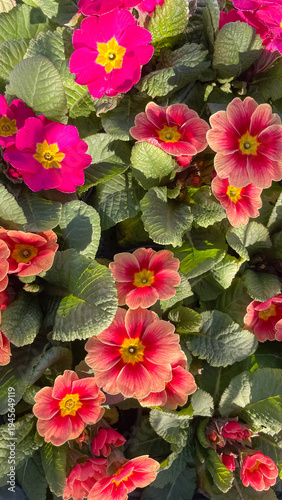 Vibrant pink and peach primrose flowers with green leaves in a sunny spring garden floral background