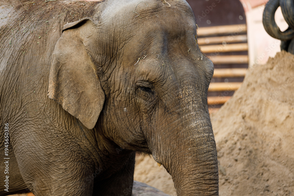 Naklejka premium Asian elephant walking in zoo enclosure