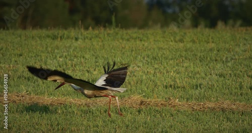 Ciconia Ciconia White stork flying low over a green agricultural field at sunset