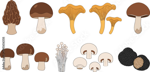 Collection of edible wild mushrooms including chanterelle morel truffle and button mushrooms isolated botanical food vector illustration set