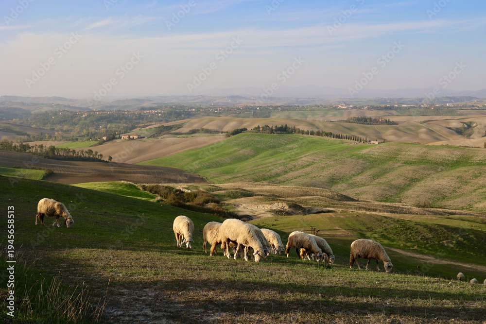 Fototapeta premium Sheep Grazing in Autumn Evening near Asciano, Tuscany, Italy