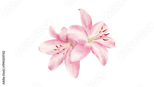 Beautiful pink lily blossom watercolor illustration