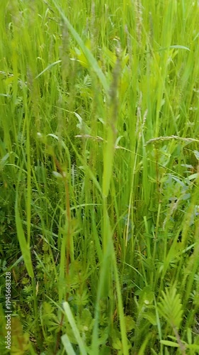 Green grass in the meadow, Summer field with tall grass, walk through tall grass