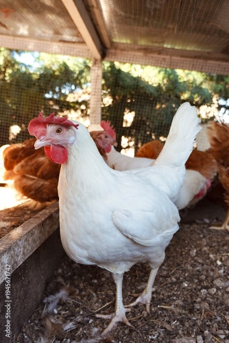 Fotografie Adult white Leghorn hen standing in a rustic organic farm coop