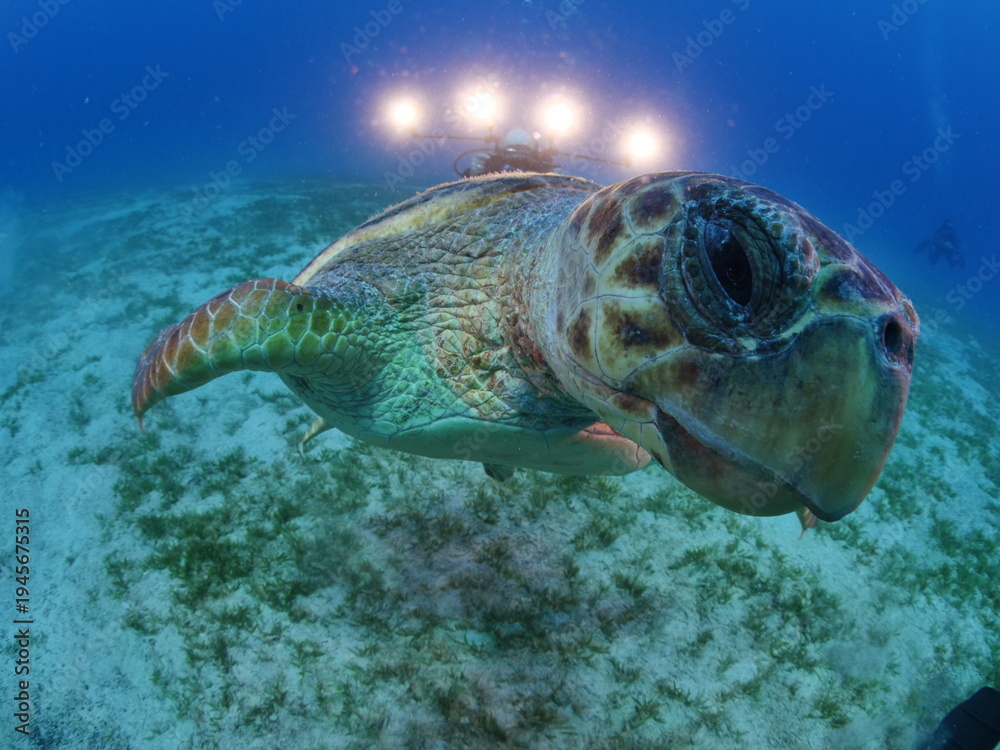 Fototapeta premium turtle underwater close up caretta caretta scuba diver taking photos ocean scenery