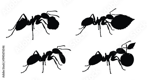 Four ants in various poses depicted as a stark black silhouette