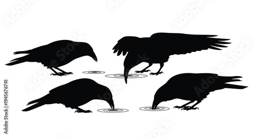 Four crows foraging near water depicted in stark black silhouette