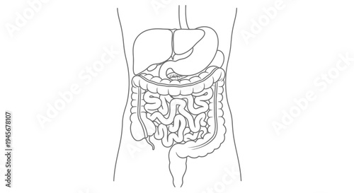 Detailed illustration of the human digestive system anatomy black outline silhouette