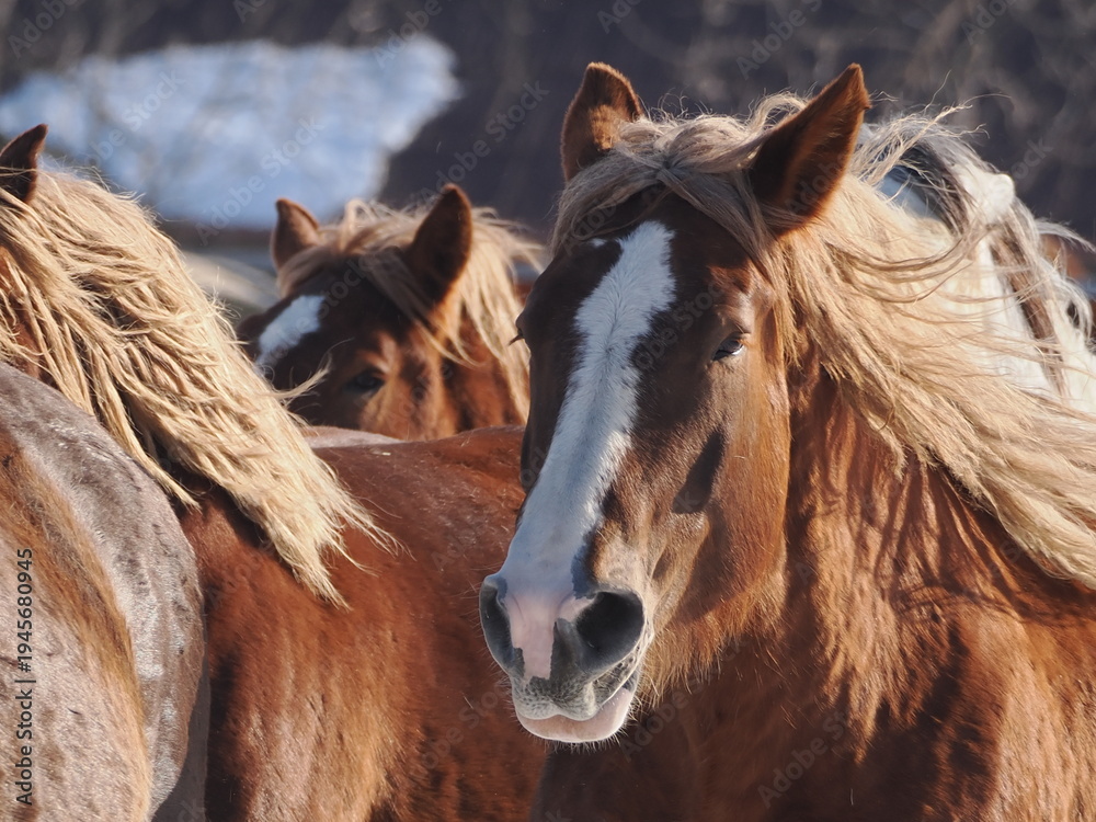 Obraz premium 十勝牧場の馬追い運動 2026年
