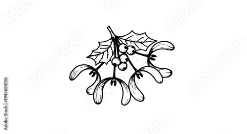Monochrome, hand-drawn illustration of a sprig of mistletoe berries and leaves with elongated seed pods hanging down on a white surface.