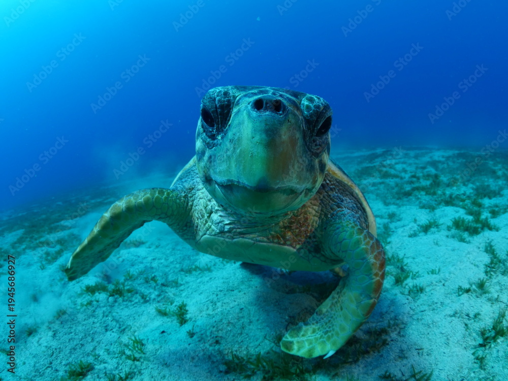 Fototapeta premium turtle underwater looks at camera close up ocean scenery caretta caretta sea turtle