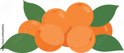 Pile of juicy apricots with green leaves, detailed vector illustration on transparent background